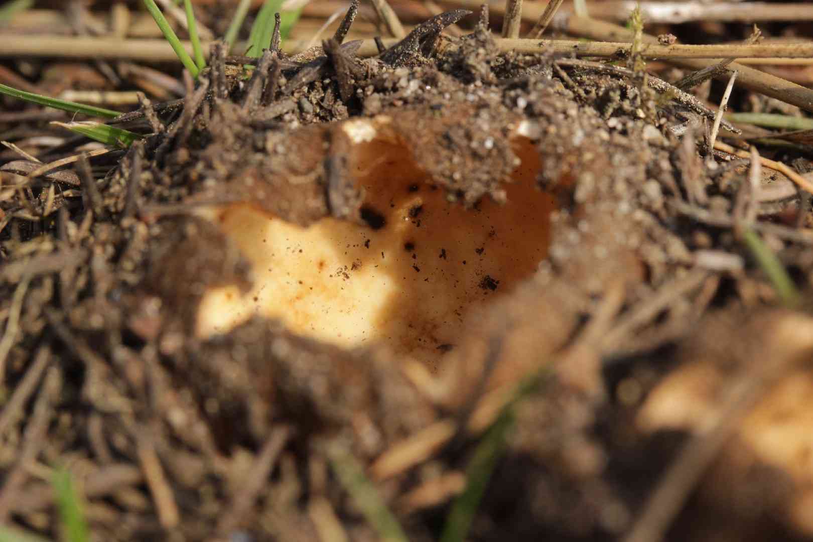 Cedar cup (Geopora sumneriana) thumbnail 2