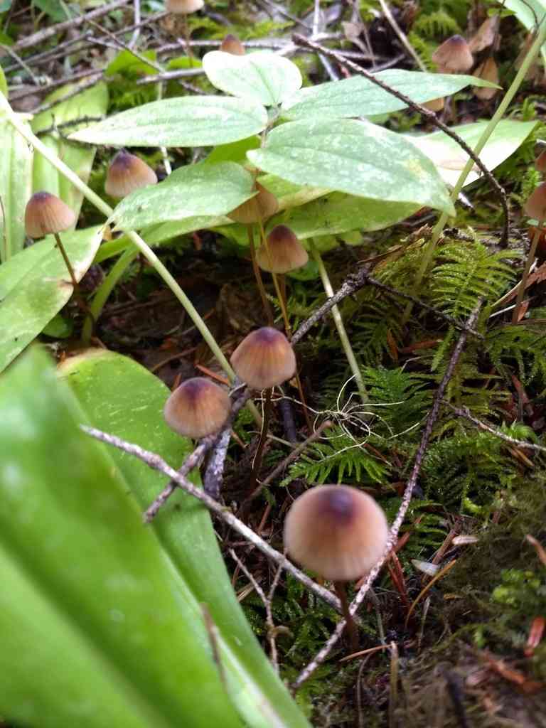 Bleeding bonnet (Mycena sanguinolenta) thumbnail 2
