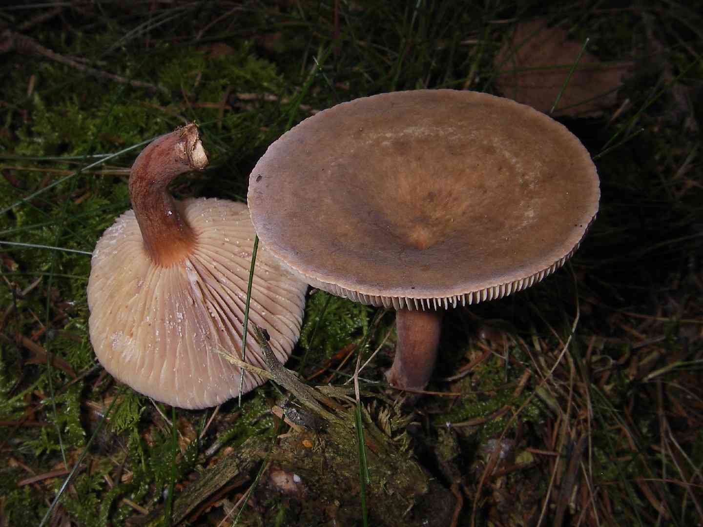 Fenugreek milkcap