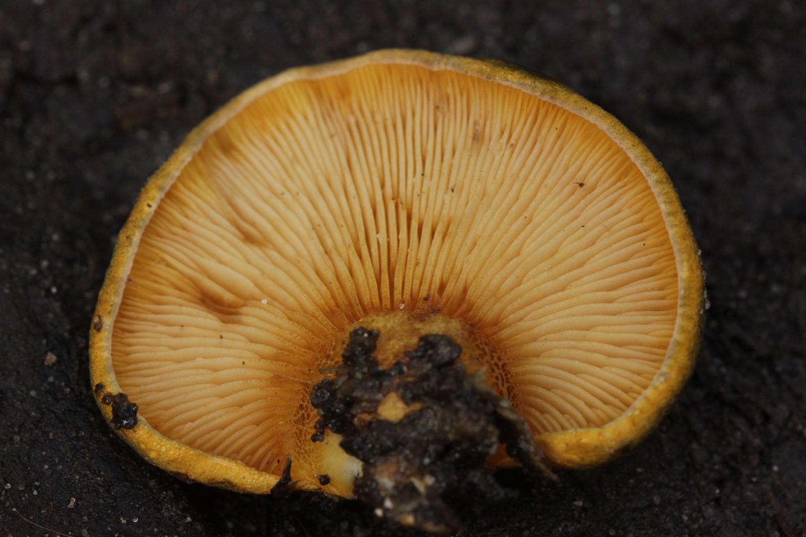 Late fall oyster mushroom thumbnail 2