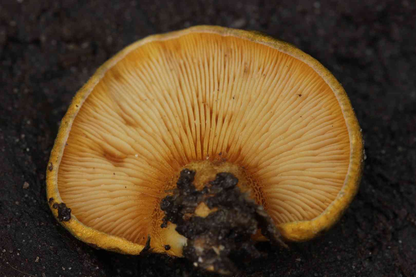 Late fall oyster mushroom (Panellus serotinus) thumbnail 2