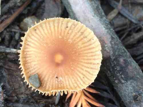 Scurfy twiglet (Tubaria furfuracea) thumbnail 3