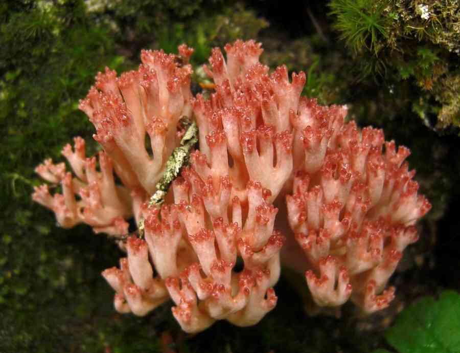 Rosso coral fungus (Ramaria botrytis) thumbnail 3