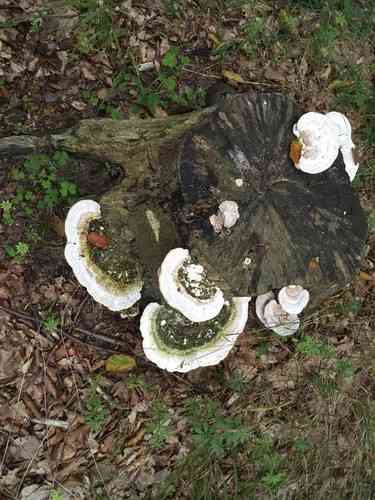 Lumpy bracket (Trametes gibbosa) thumbnail 3