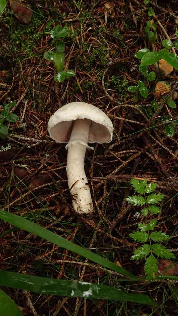 Agaricus altipes (Agaricus altipes) thumbnail 3