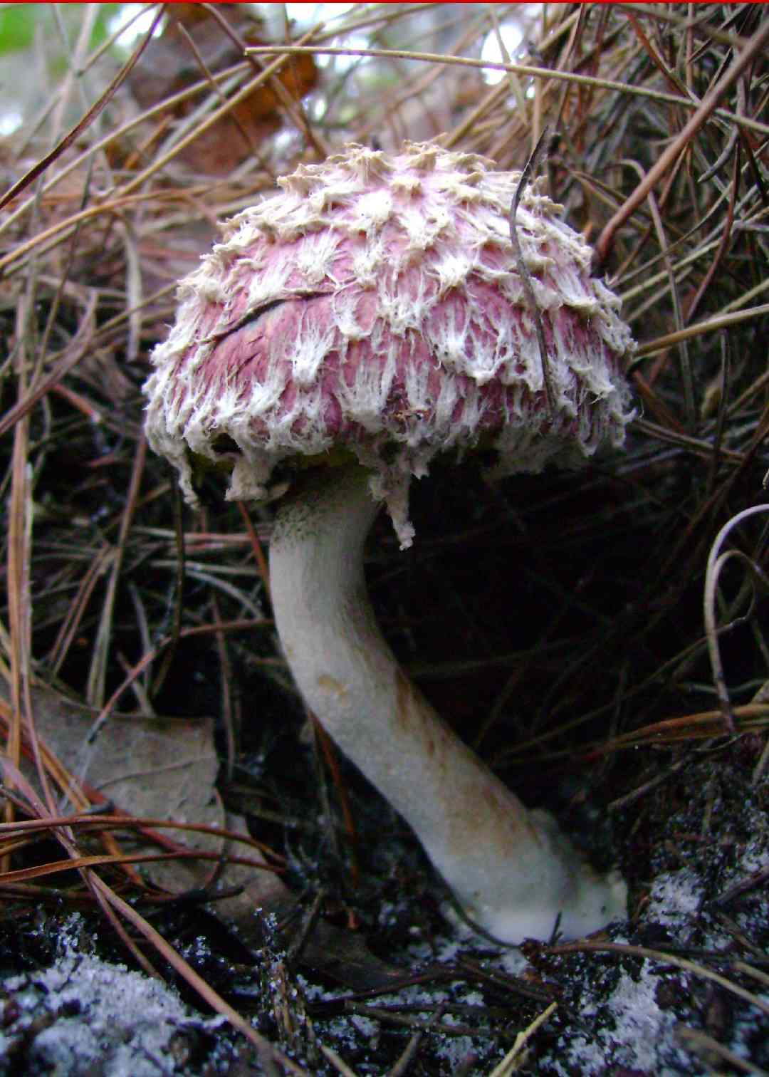 Pineapple bolete (Boletellus ananas) thumbnail 3