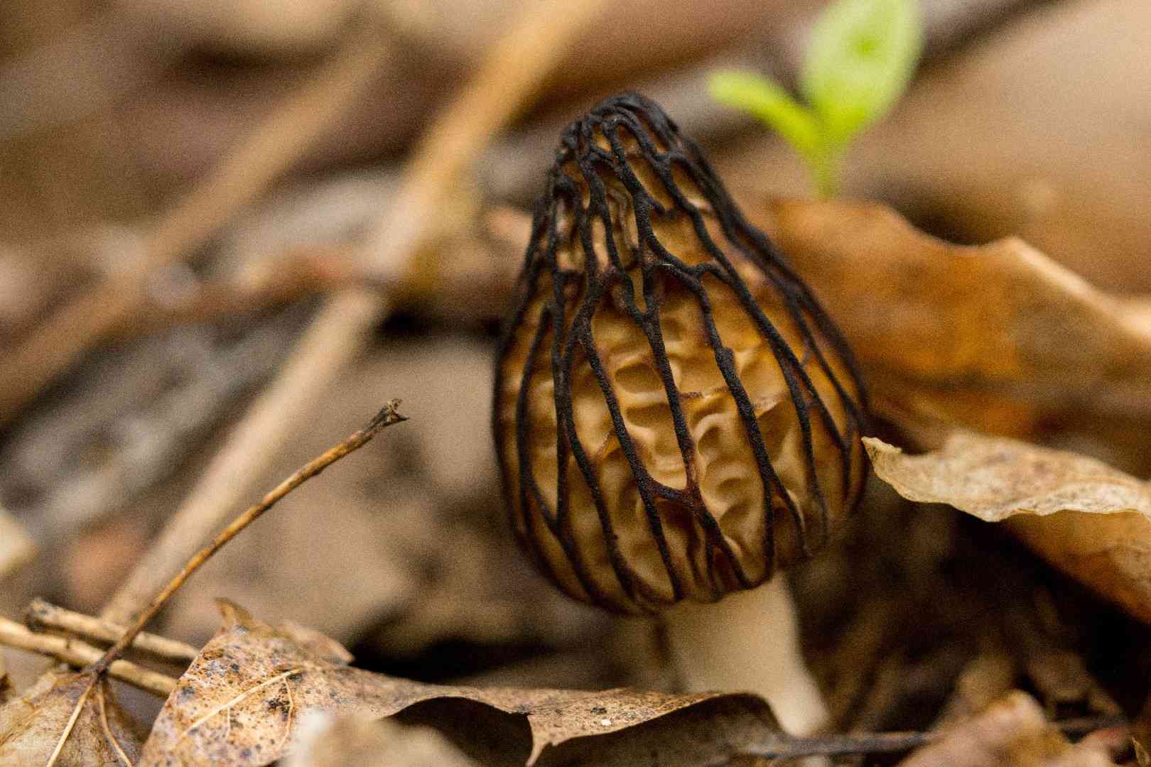 Black morel (Morchella angusticeps) thumbnail 3