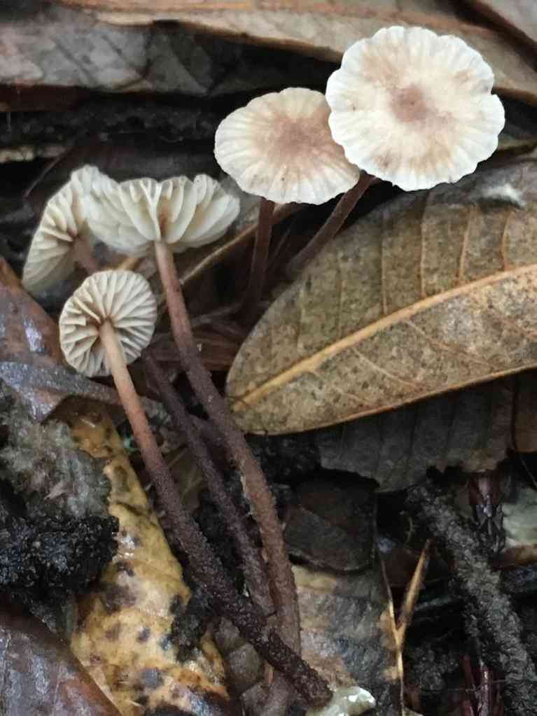 Garlic mushroom
