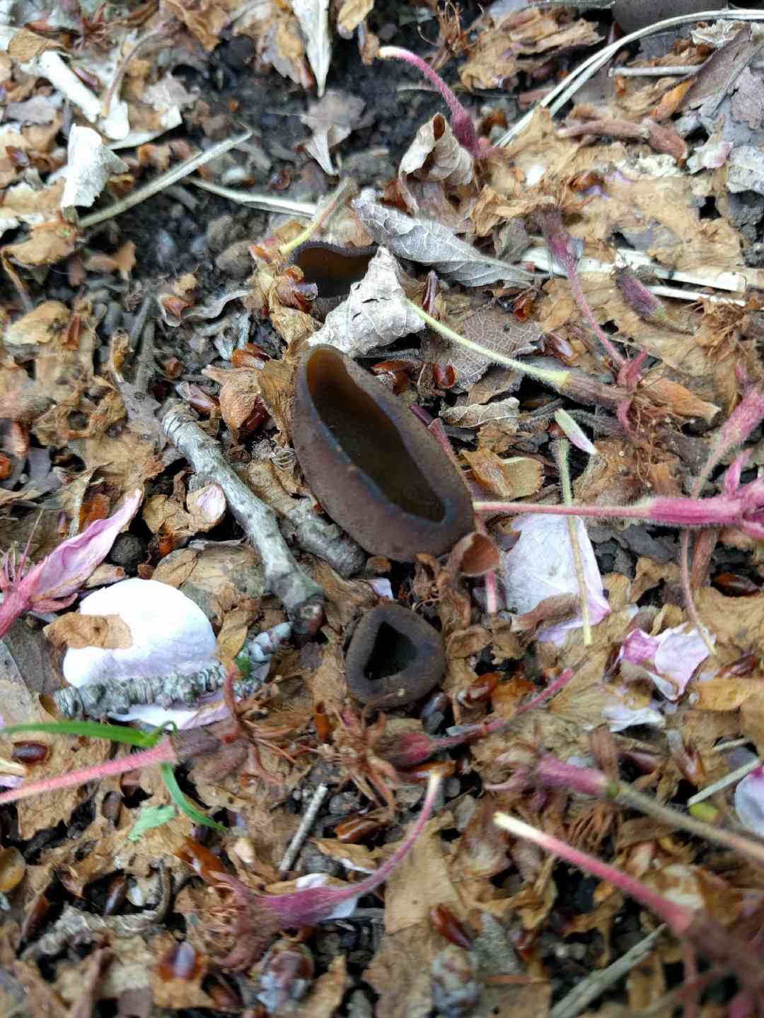 Common brown cup (Peziza phyllogena) thumbnail 3