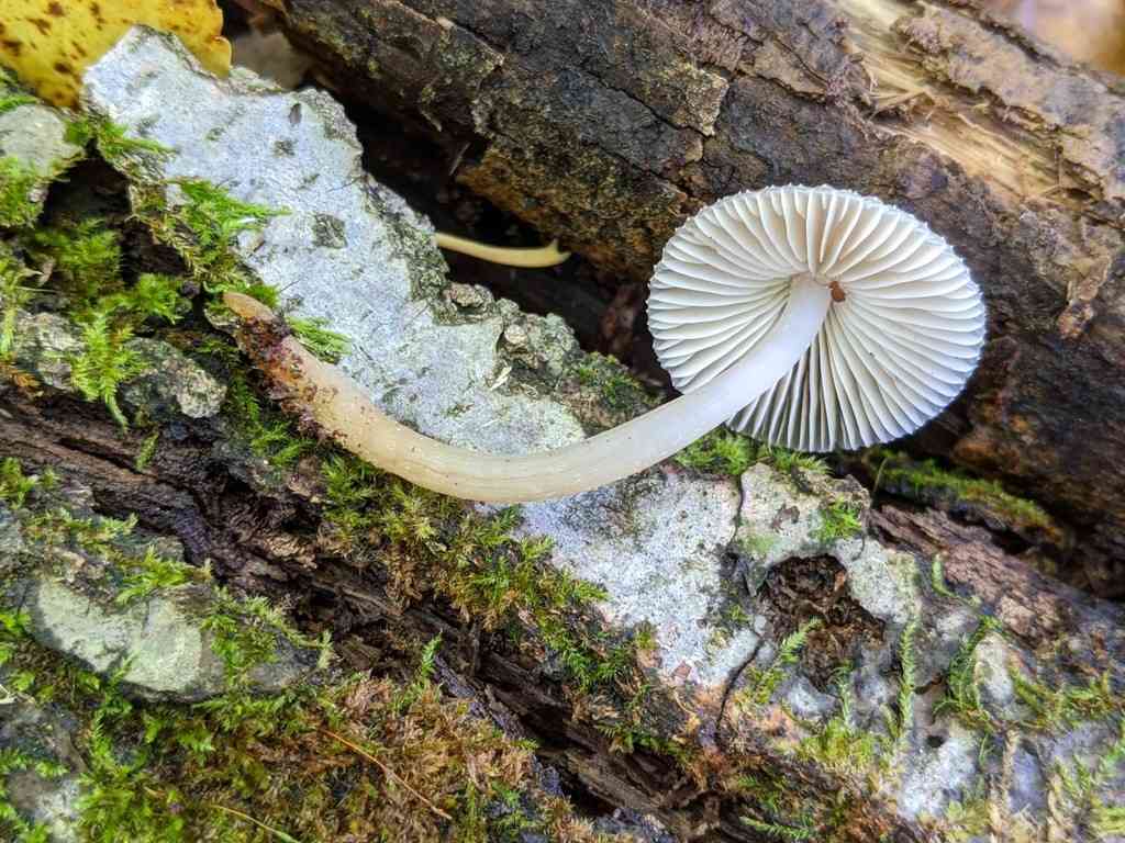 Clustered bonnet (Mycena inclinata) thumbnail 3