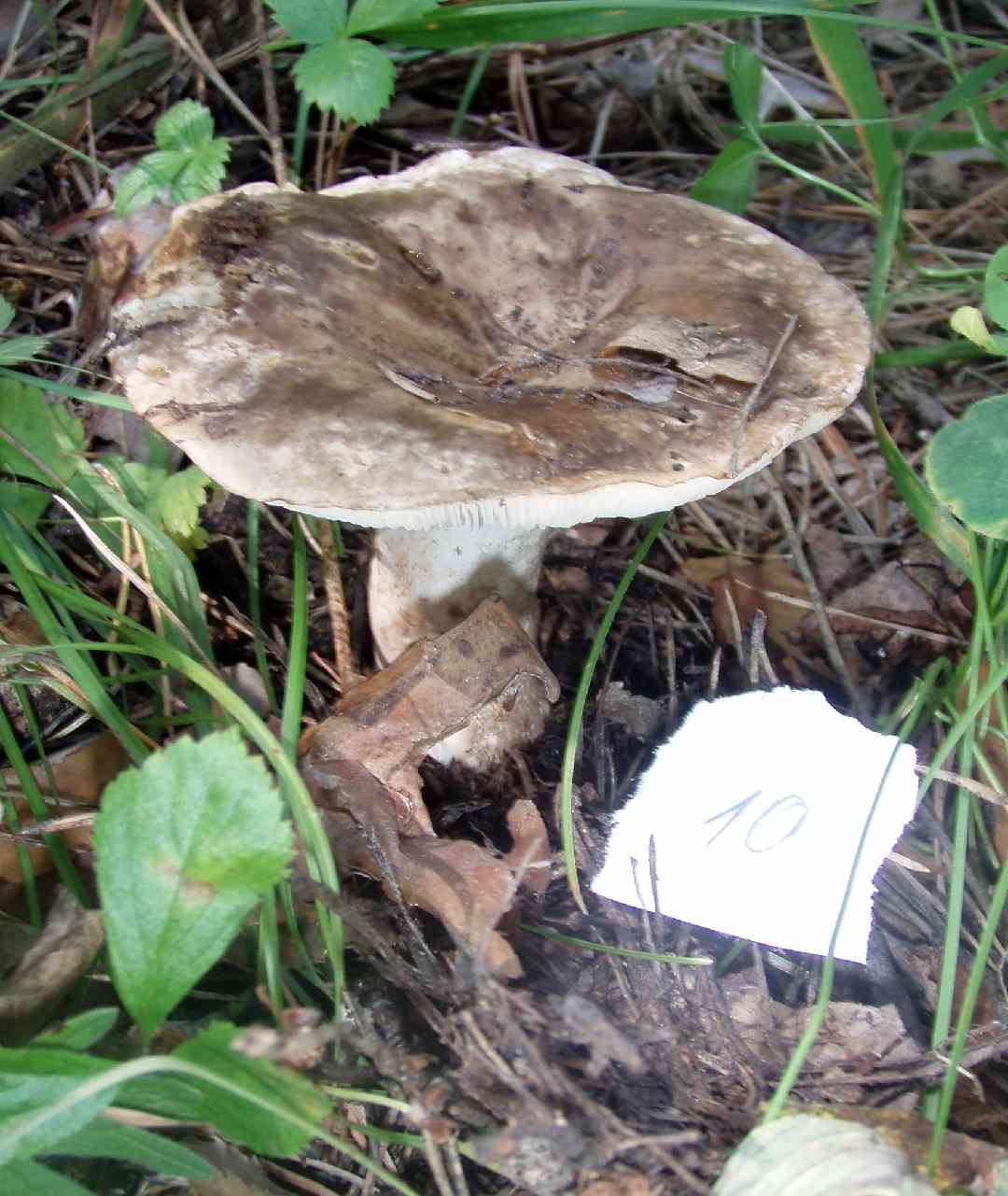 Hotlips brittlegill (Russula acrifolia) thumbnail 1