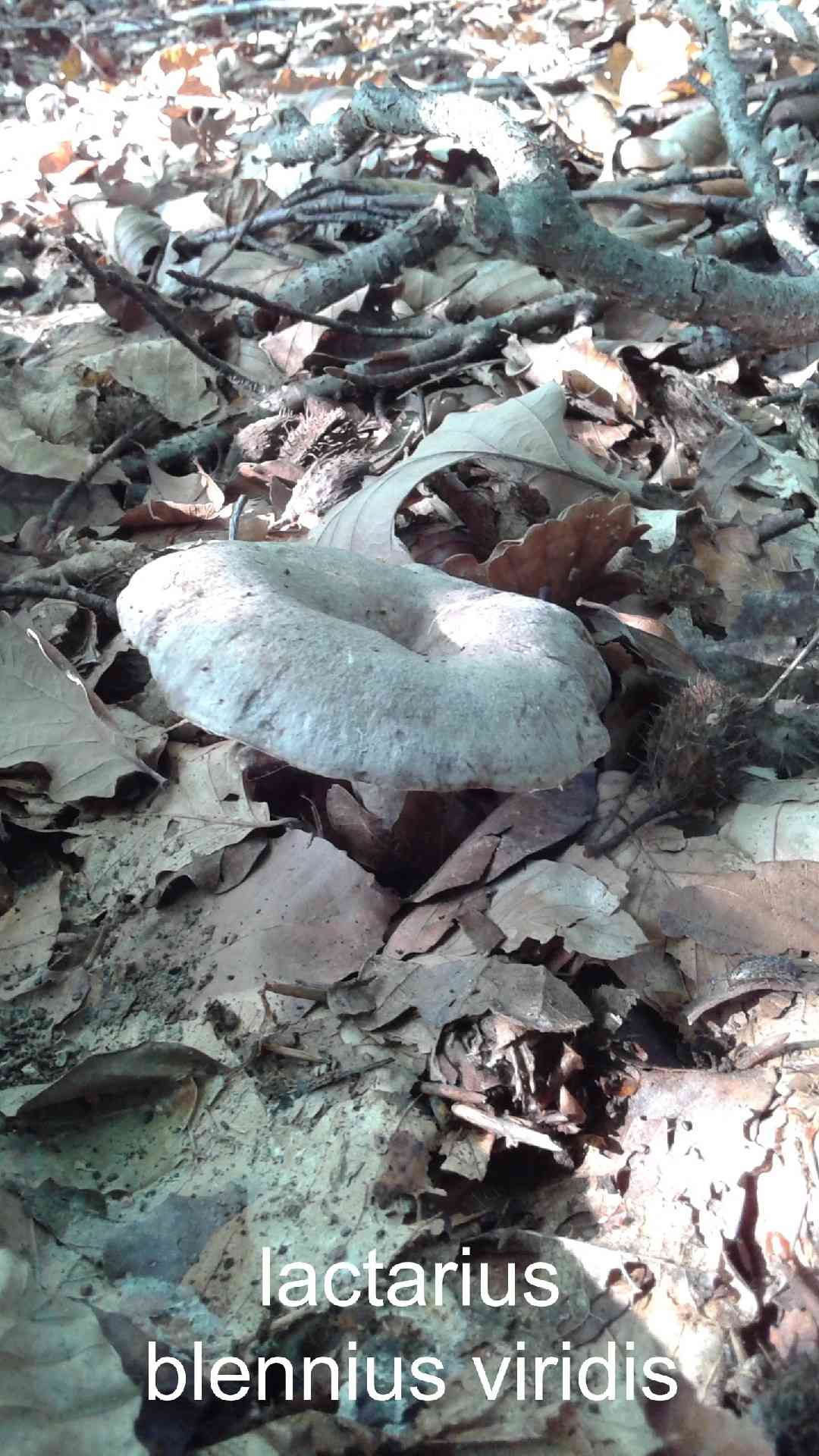 Slimy milkcap (Lactarius blennius) thumbnail 2