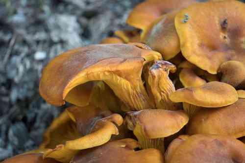 Jack-o'-lantern (Omphalotus olearius) thumbnail 2