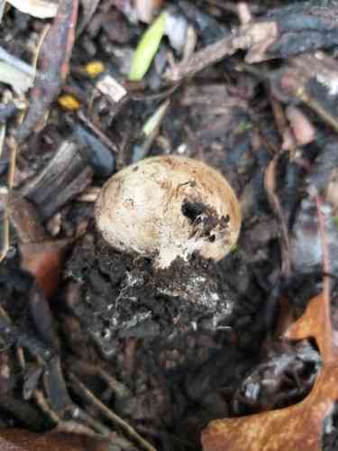 Potato earthball (Scleroderma bovista) thumbnail 3