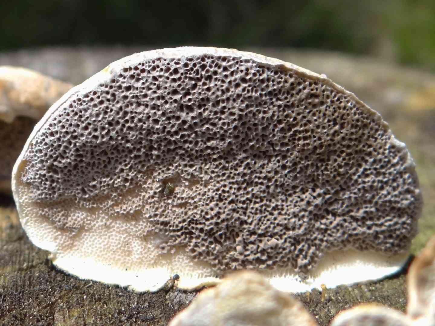 Big smoky bracket (Bjerkandera fumosa) thumbnail 2