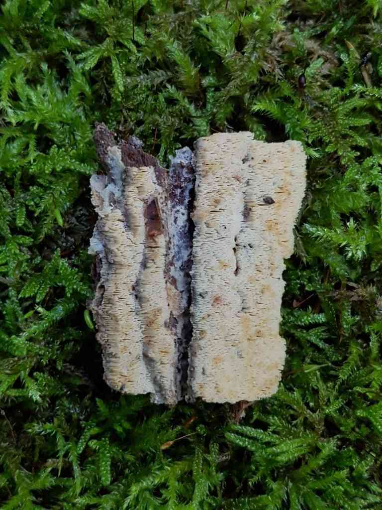 Ceriporiopsis resinascens (Ceriporiopsis resinascens) thumbnail 2