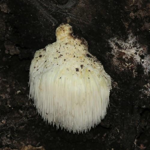 Lion's Mane Mushroom thumbnail 3