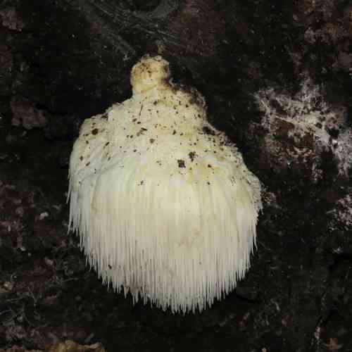 Lion's Mane Mushroom (Hericium erinaceus) thumbnail 3