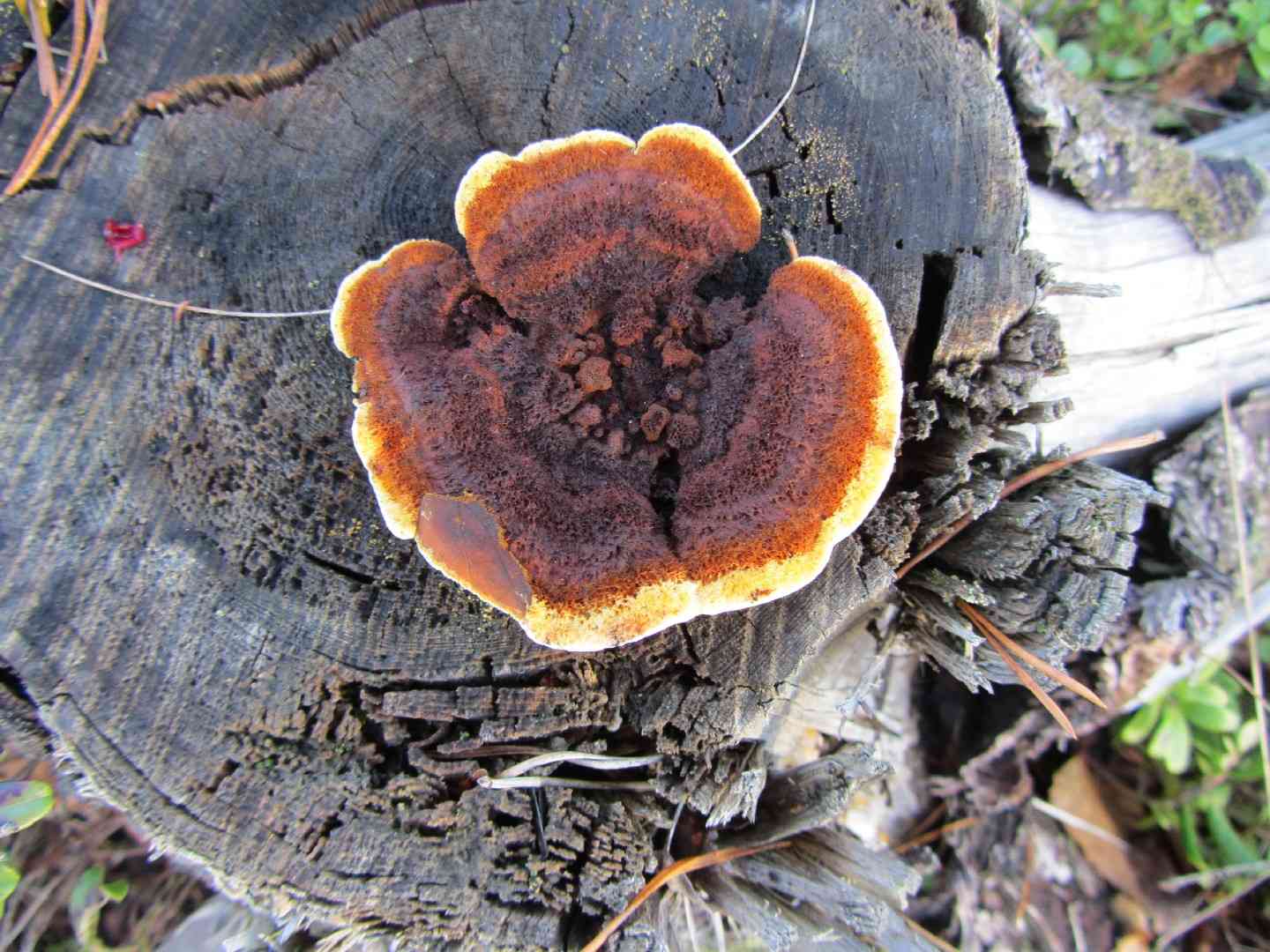 Rusty gilled polypore