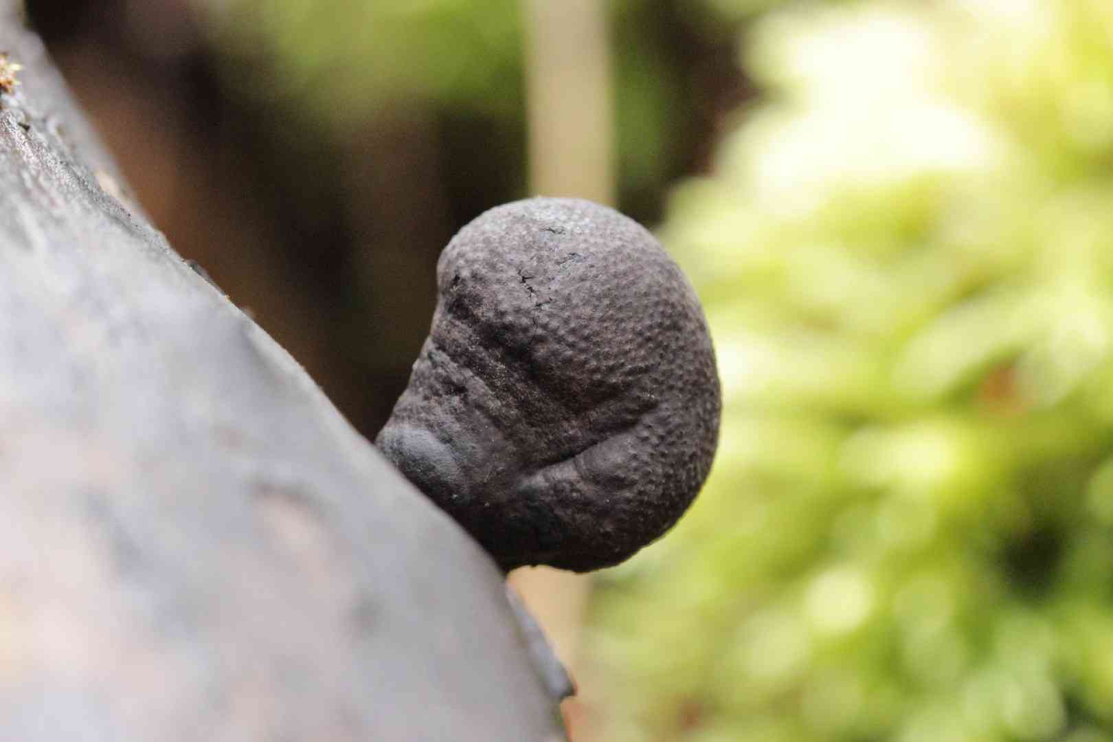 Carbon balls (Daldinia childiae) thumbnail 2
