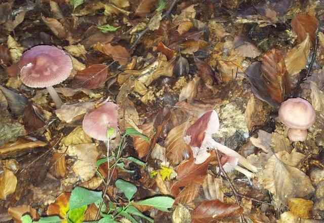 Blackedge bonnet (Mycena pelianthina) thumbnail 2