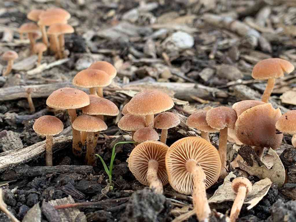 Scurfy twiglet (Tubaria furfuracea) thumbnail 1