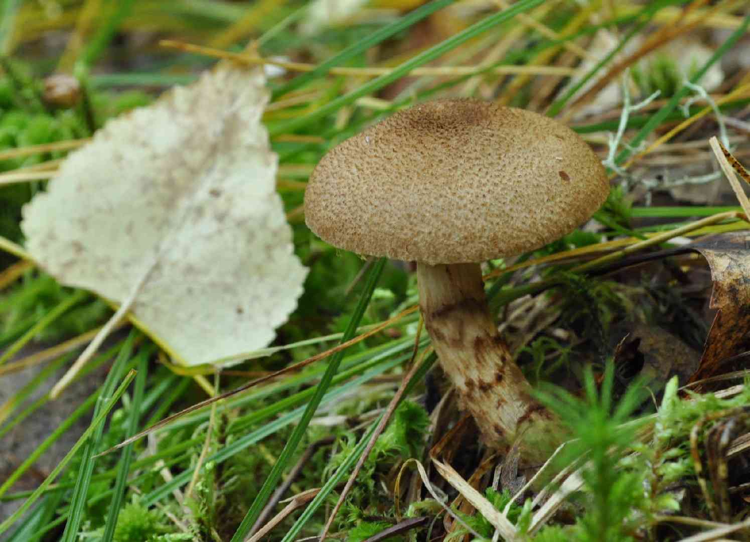 Scaly webcap (Cortinarius pholideus) thumbnail 1