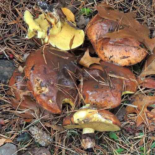 Slippery jack (Suillus luteus) thumbnail 2