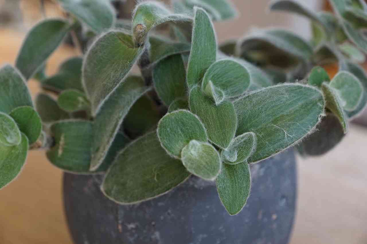 Small-leaf spiderwort