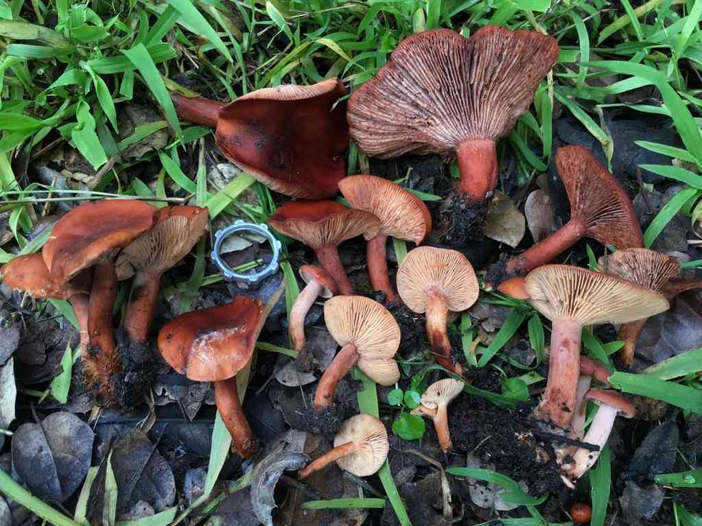 Rufous candy cap (Lactarius rufulus) thumbnail 2