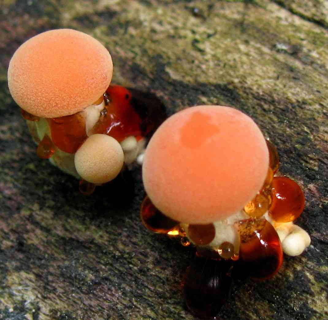 Netted rhodotus (Rhodotus palmatus) thumbnail 3