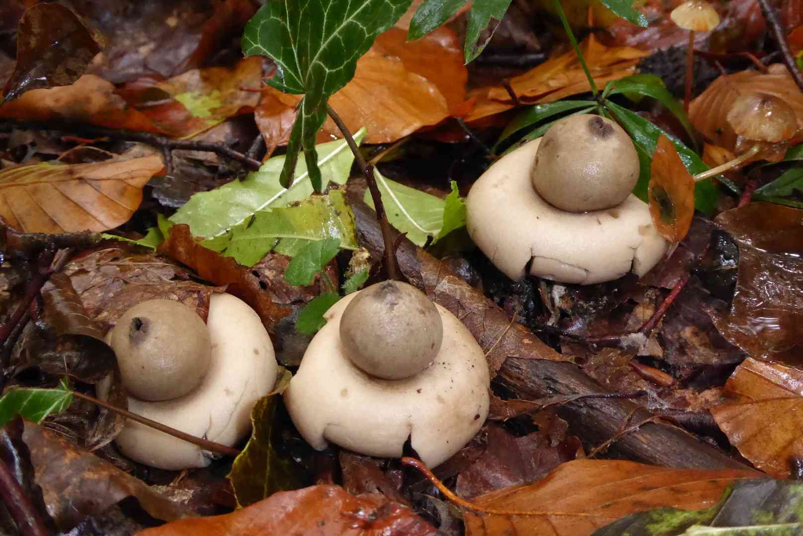 Fringed earthstar (Geastrum fimbriatum) thumbnail 2
