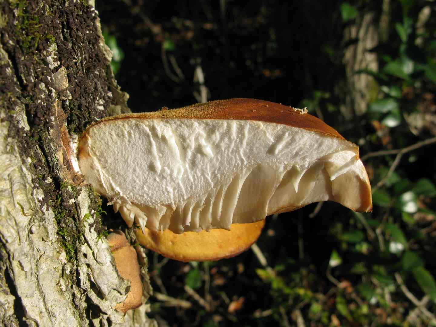 Late fall oyster mushroom (Panellus serotinus) thumbnail 3