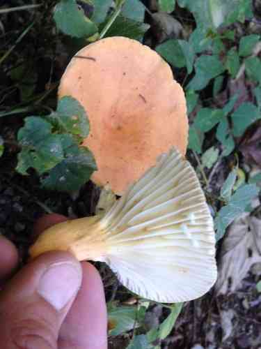Hygrophorus milky (Lactarius hygrophoroides) thumbnail 2