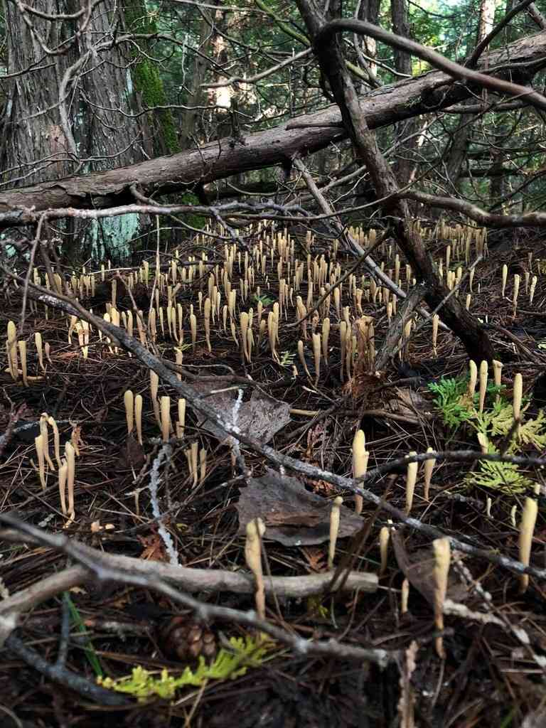 Strap coral fungus (Clavariadelphus ligula) thumbnail 1