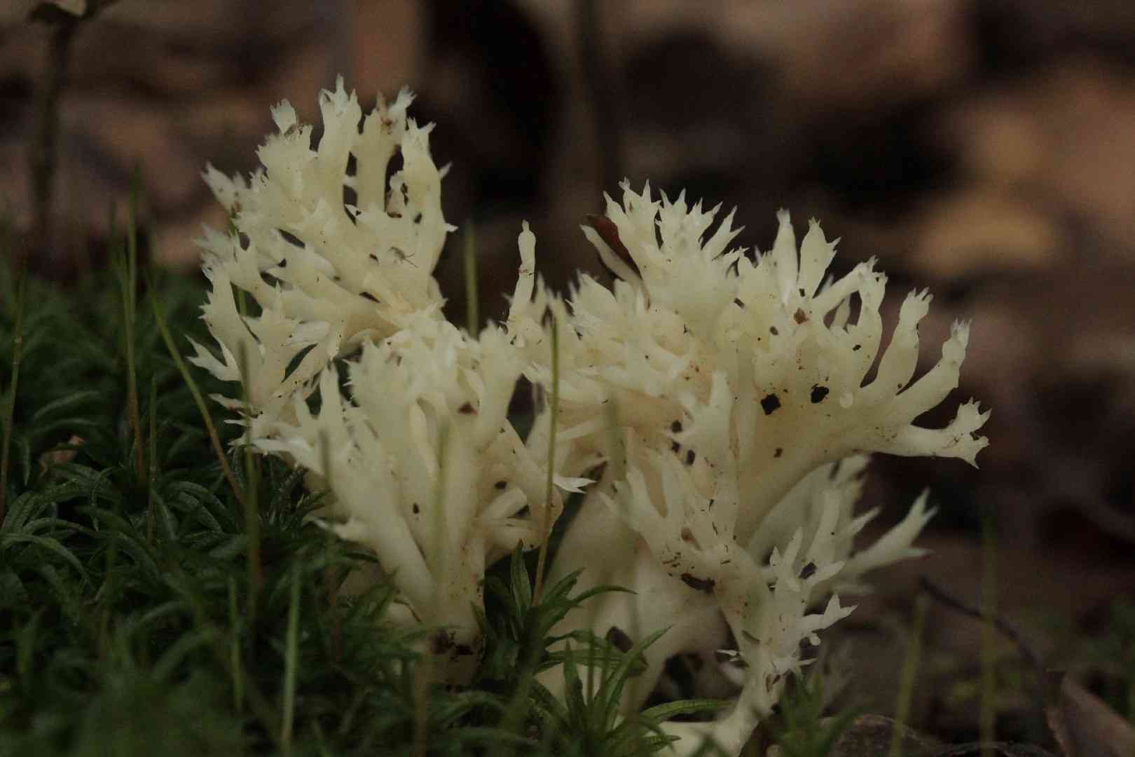Crested coral (Clavulina coralloides) thumbnail 3