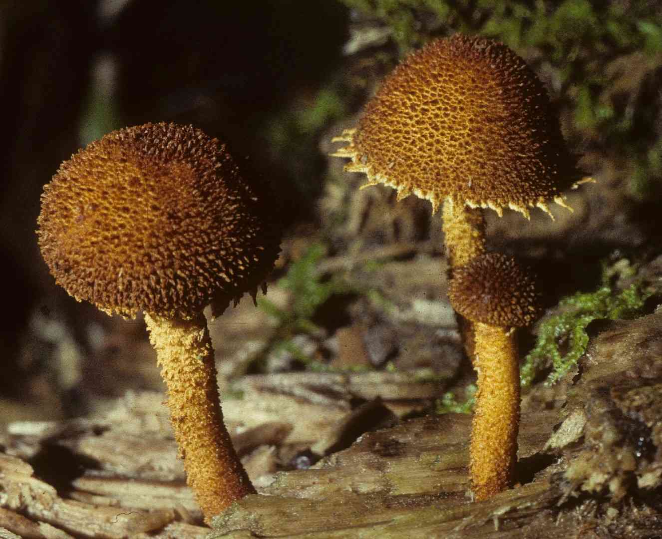 Powder-scale pholiota (Flammulaster erinaceellus) thumbnail 3