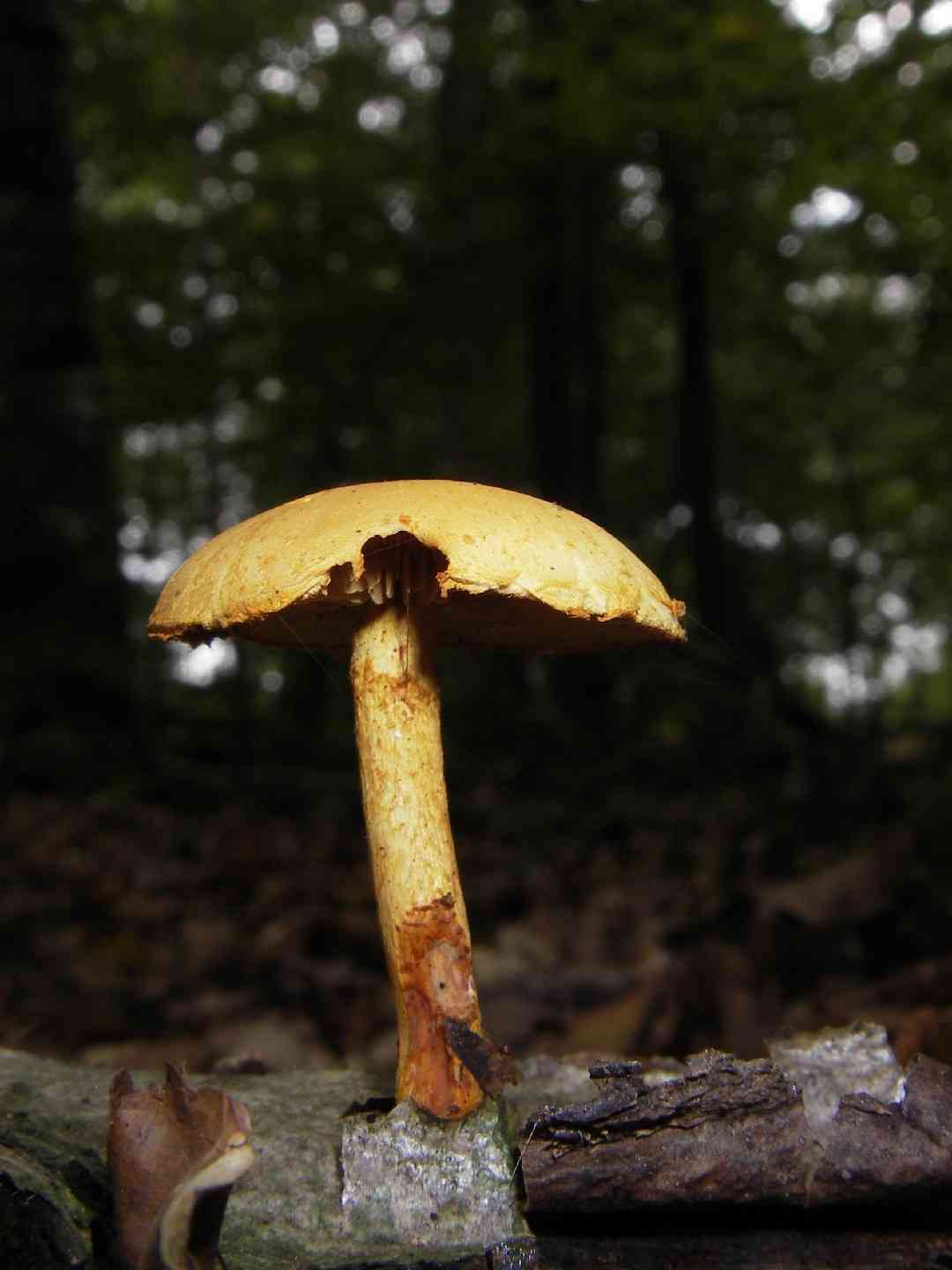 Lion shield (Pluteus leoninus) thumbnail 2
