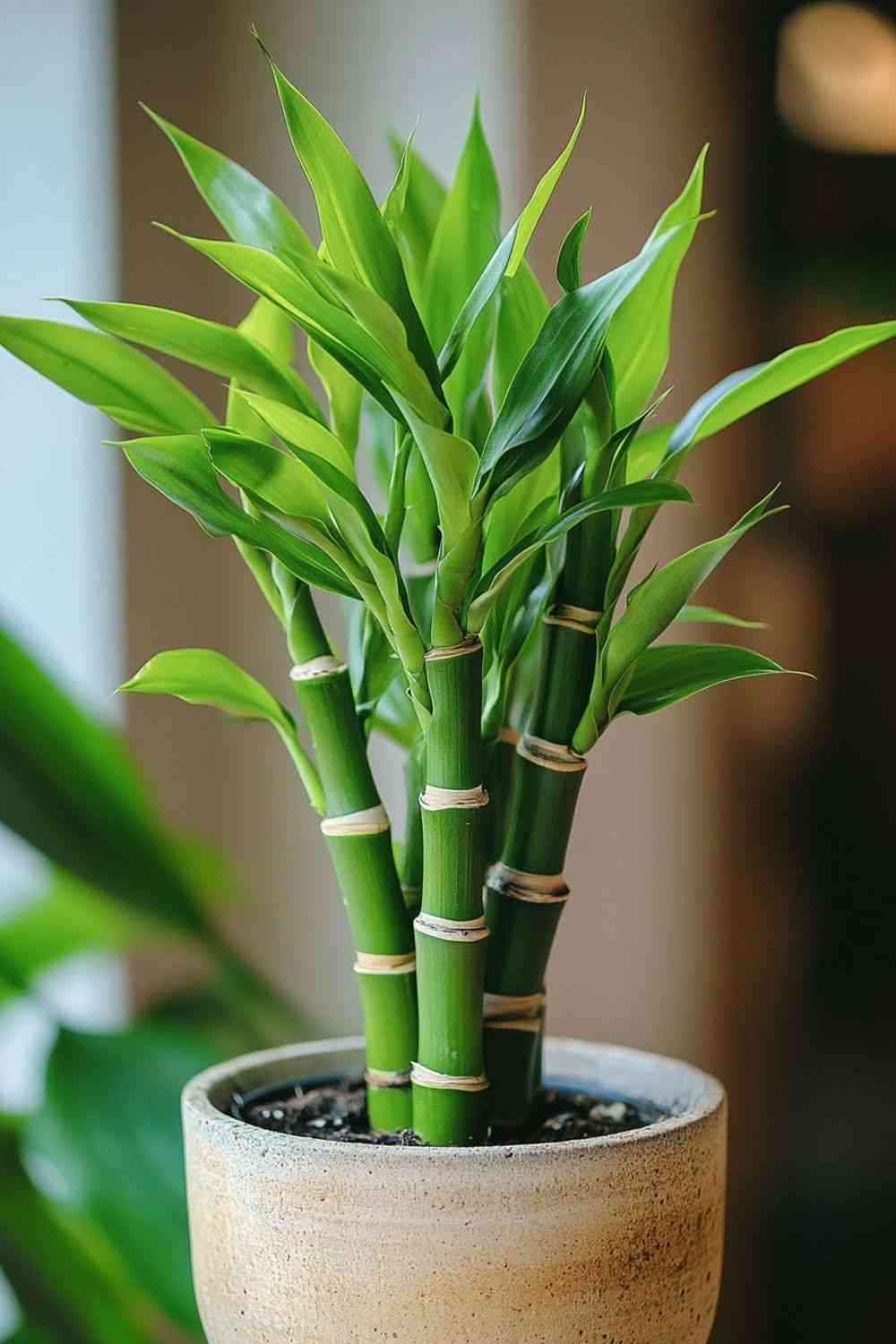 Lucky bamboo
