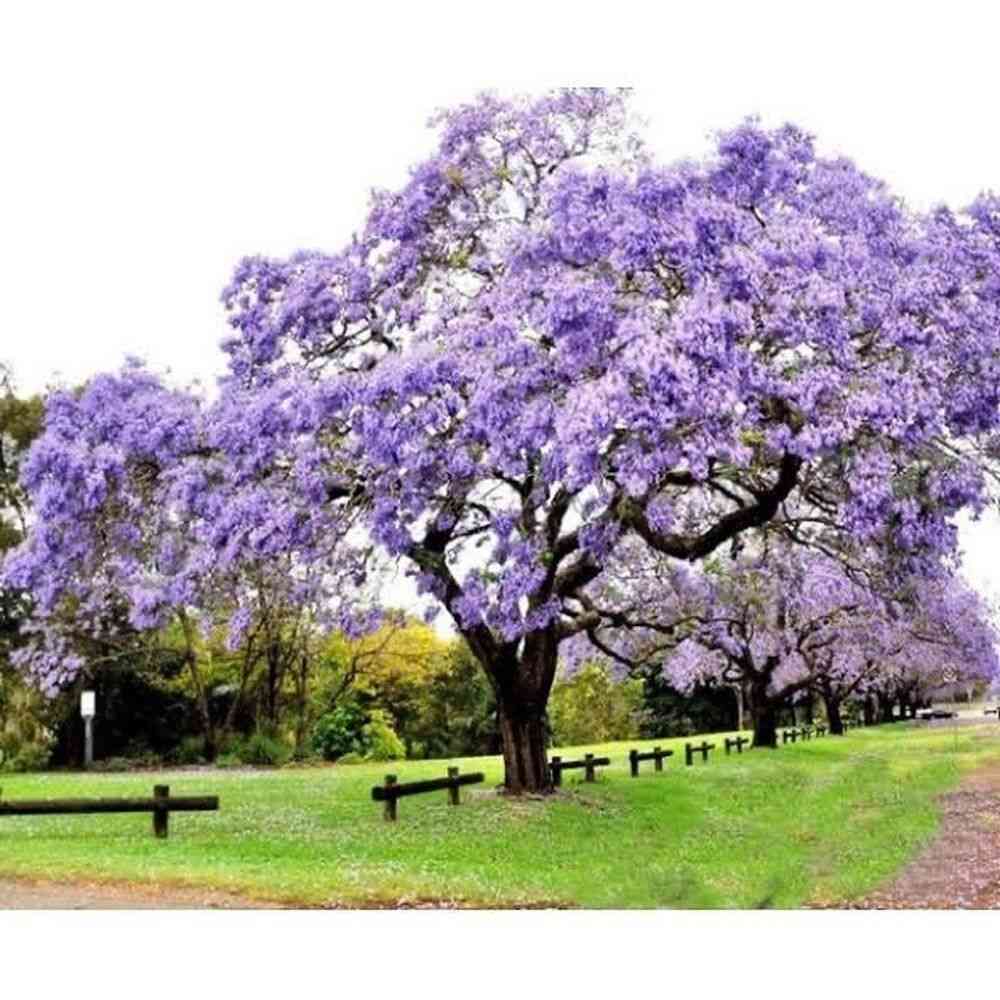 Empress tree