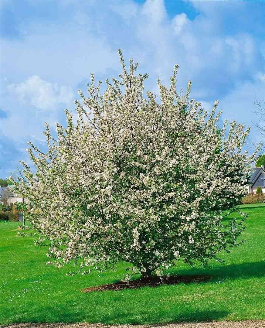 European crab apple