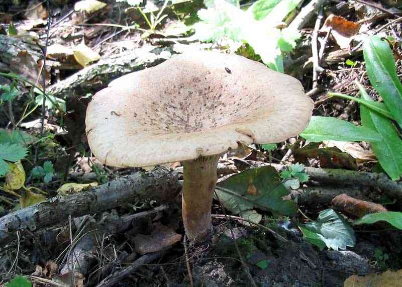 Oak milkcap (Lactarius quietus) thumbnail 2