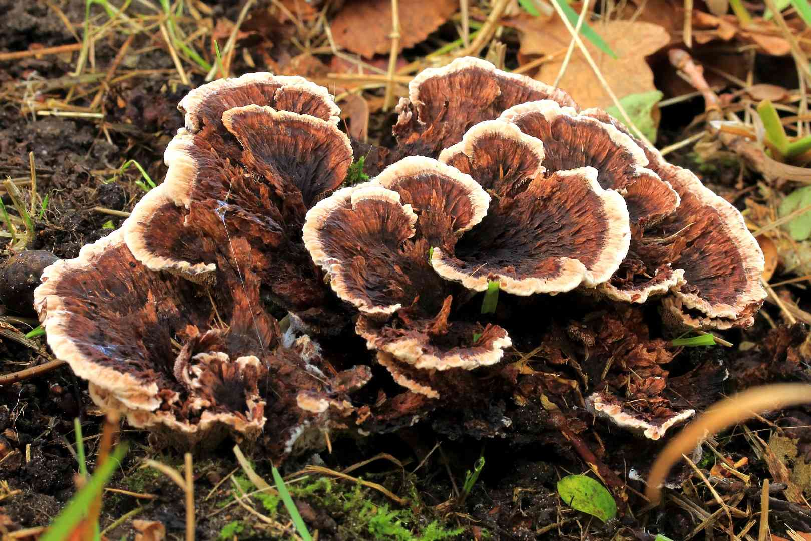 Zoned hydnellum (Hydnellum concrescens) thumbnail 1