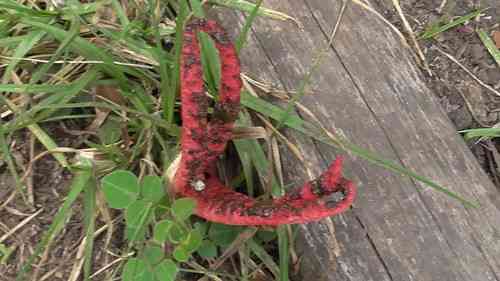 Devil's fingers (Clathrus archeri) thumbnail 2