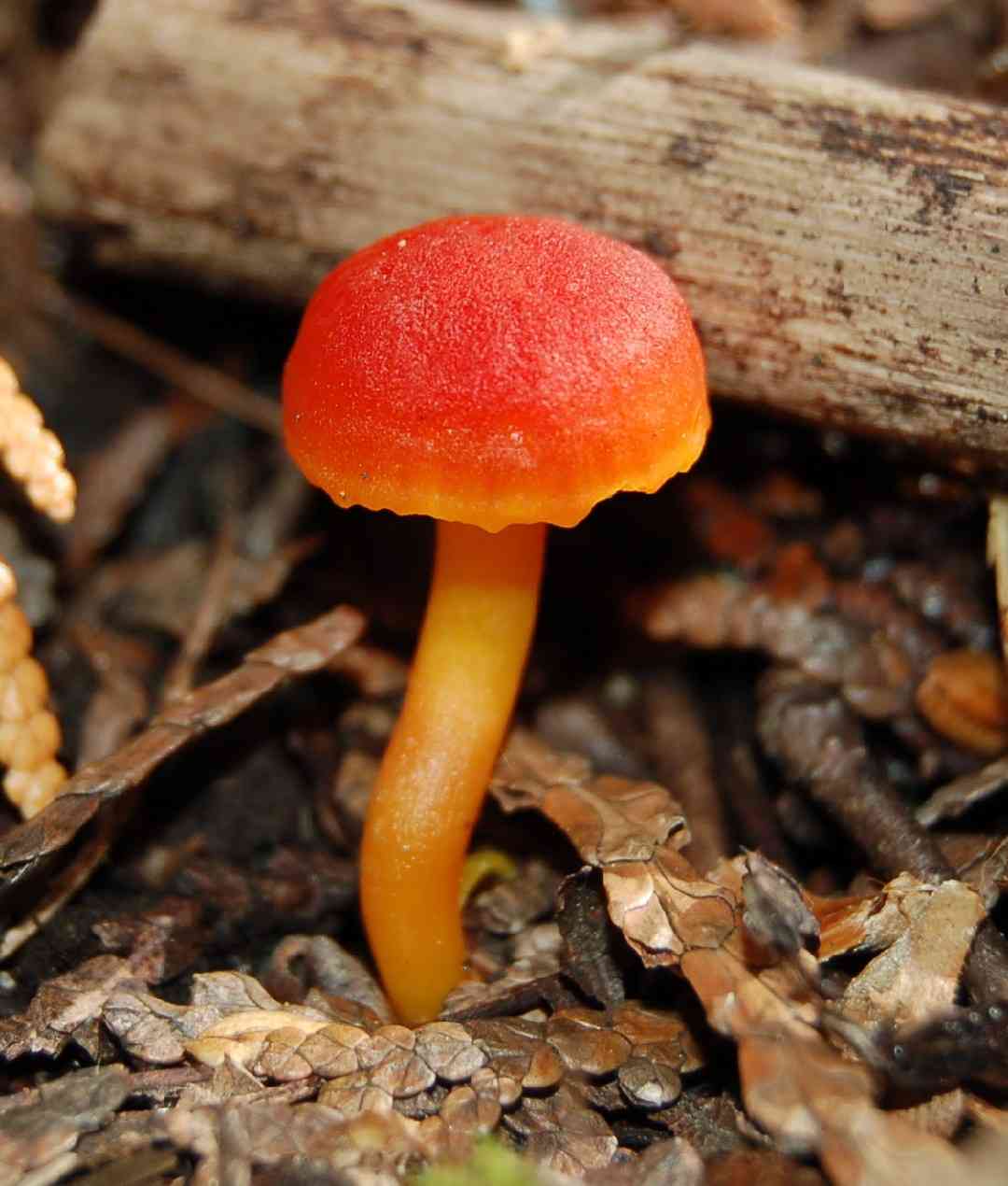 Scarlet hood (Hygrocybe coccinea) thumbnail 2