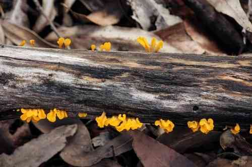 Fan-shaped jelly-fungus (Dacryopinax spathularia) thumbnail 2