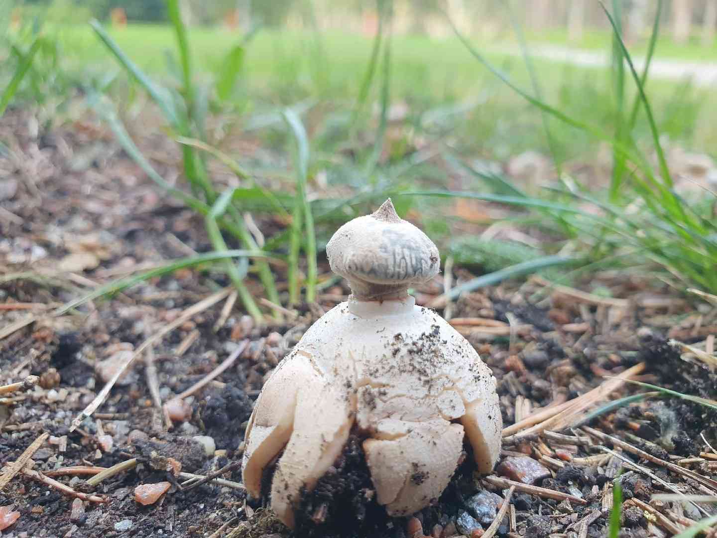 Beaked earthstar (Geastrum pectinatum) thumbnail 2