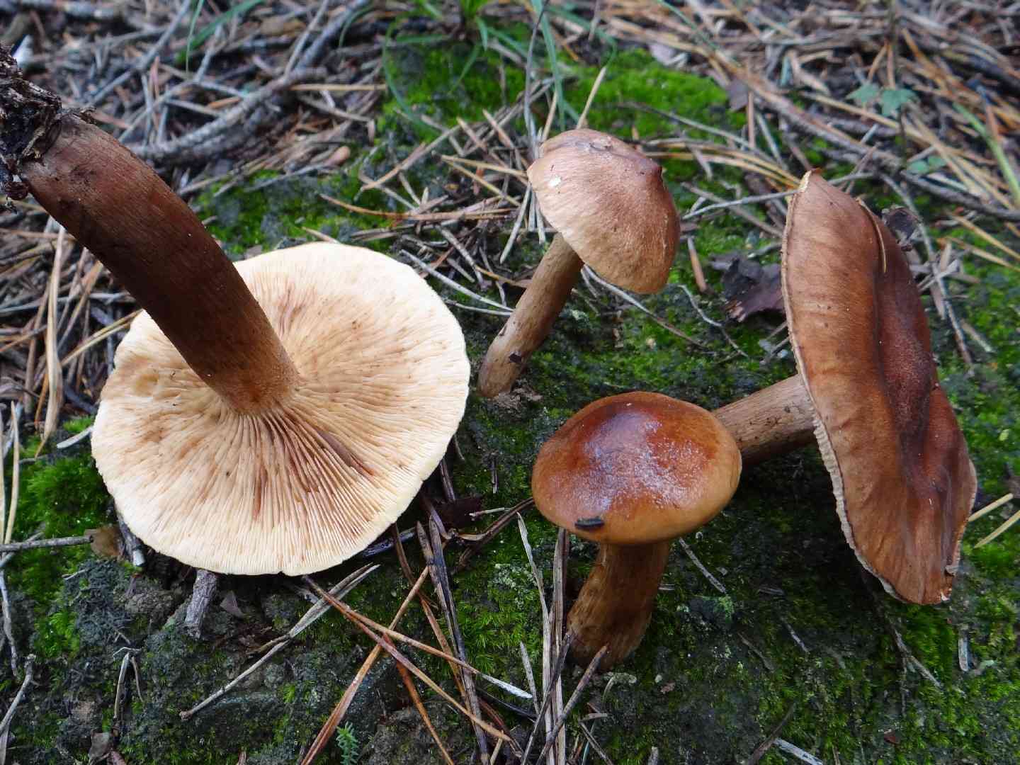 Burnt knight (Tricholoma ustale) thumbnail 2