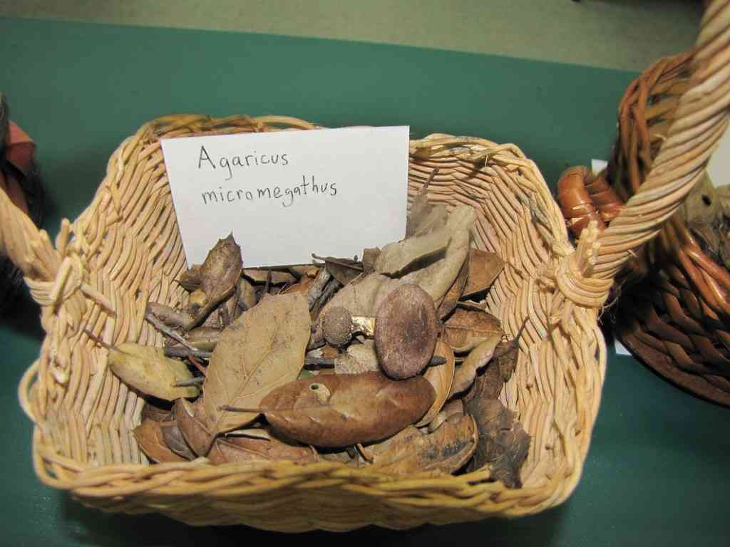 Agaricus micromegethus (Agaricus micromegethus) thumbnail 1