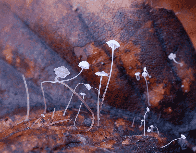 Beechleaf bonnet (Mycena capillaris) thumbnail 1